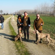 una coppia di weimaraner